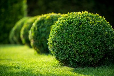 Trimmed Shrubs with Neatly Shaped Foliage