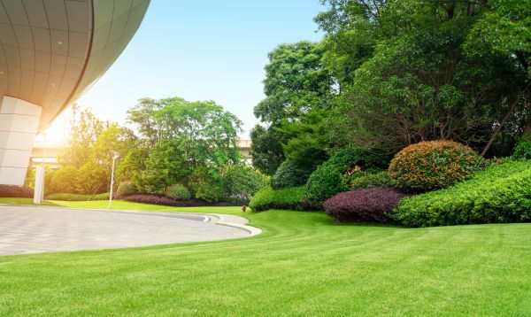 Commercial Shrub Trimming in Bella Vista