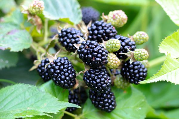 Blackberry Bush Removal in Bella Vista