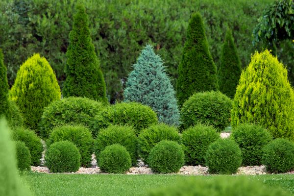 Bush Shaping Service in Bella Vista