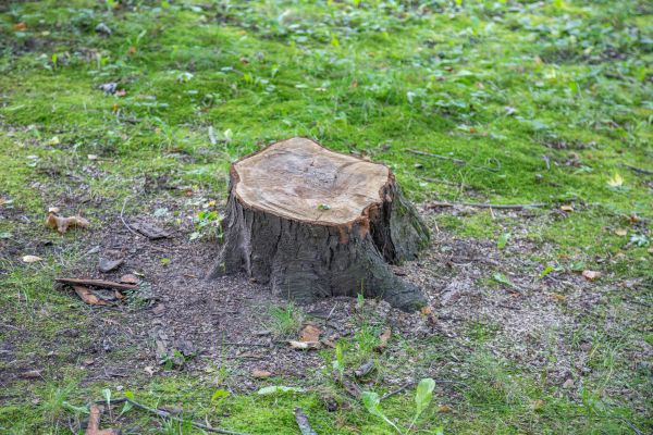 Bush Stump Removal in Bella Vista