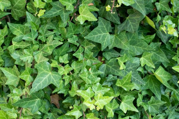English Ivy Removal in Bella Vista