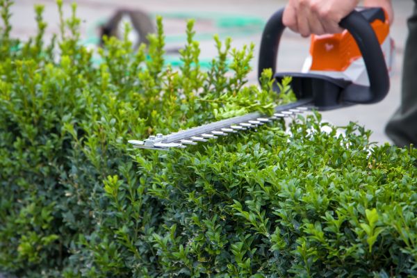 Hedge Pruning in Bella Vista