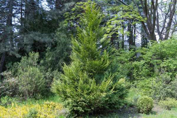 Juniper Pruning in Bella Vista
