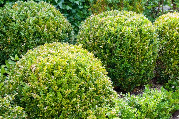 Landscape Trimming Service in Bella Vista