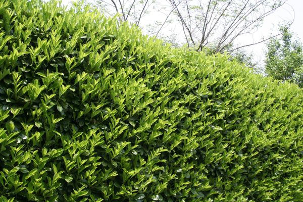 Laurel Removal in Bella Vista