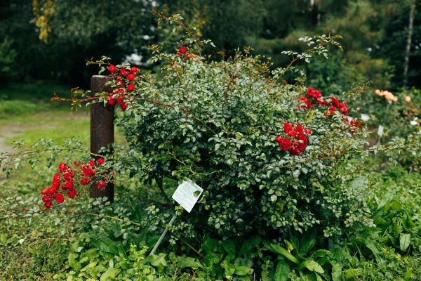 Rose Bush Removal in Bella Vista