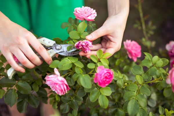 Rose Trimming in Bella Vista