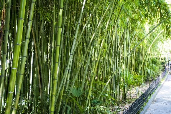 Bamboo Root Removal in Bella Vista