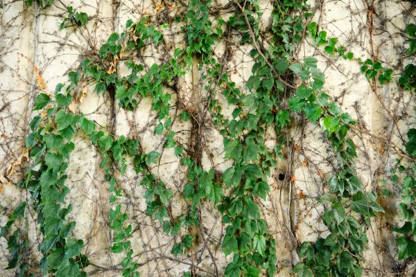 Vine Removal Service in Bella Vista