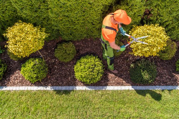 Topiary Trimming in Bella Vista