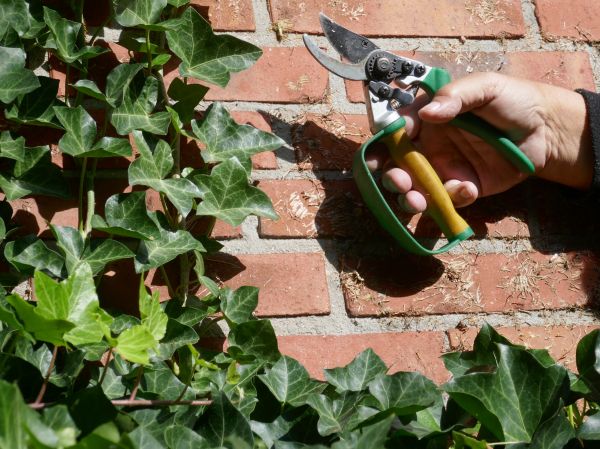 Ivy Removal Service in Bella Vista