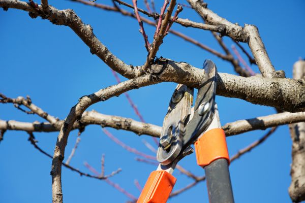 Selective Pruning in Bella Vista