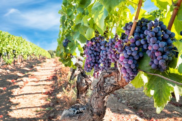Grapevine Pruning in Bella Vista
