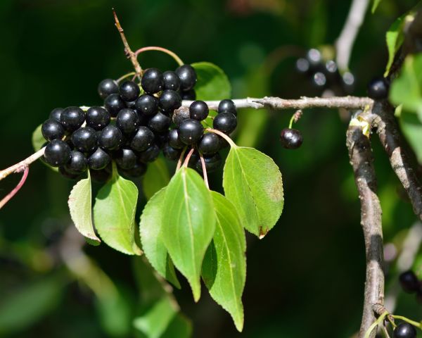 Buckthorn Removal in Bella Vista