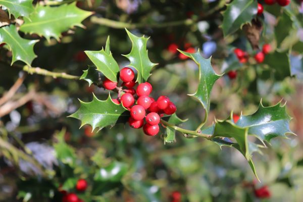 Holly Tree Trimming in Bella Vista