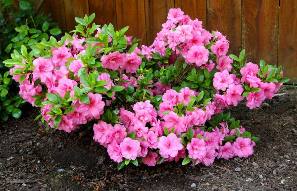 Azaleas Removal in Bella Vista
