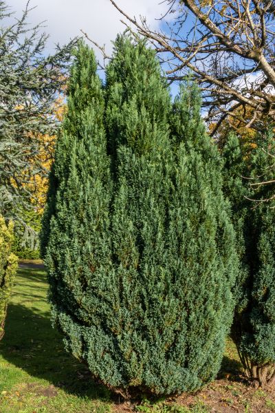 Juniper Trimming in Bella Vista