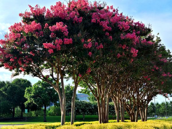 Crepe Myrtle Pruning in Bella Vista