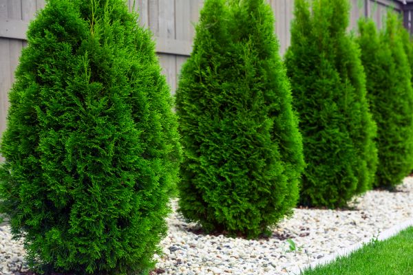Arborvitae Pruning in Bella Vista