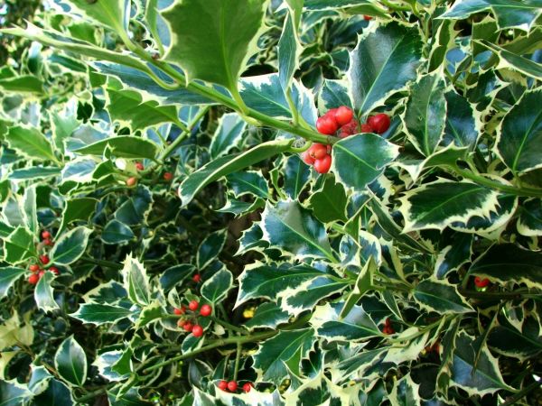 Holly Bushes Trimming in Bella Vista