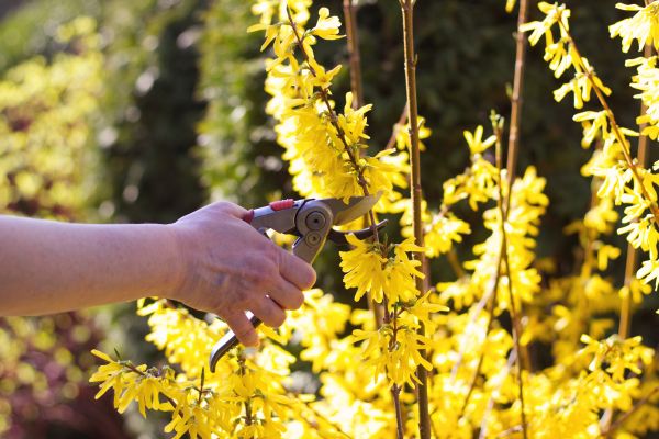Forsythia Pruning in Bella Vista