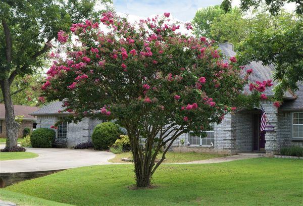 Crepe Myrtle Trimming in Bella Vista