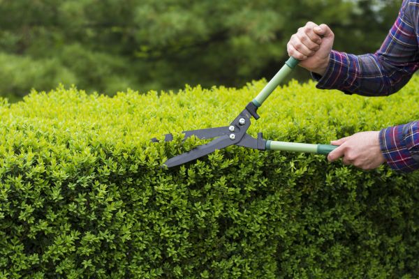 Evergreen Shrub Pruning in Bella Vista