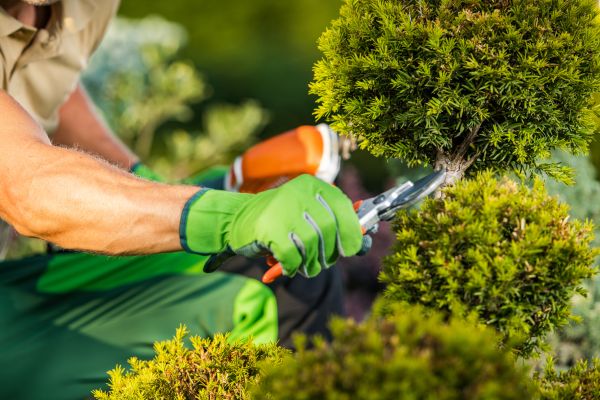 Landscape Pruning Service in Bella Vista