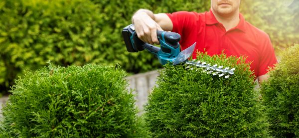Hedge Shaping Service in Bella Vista