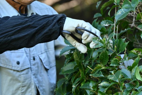 Holly Pruning in Bella Vista