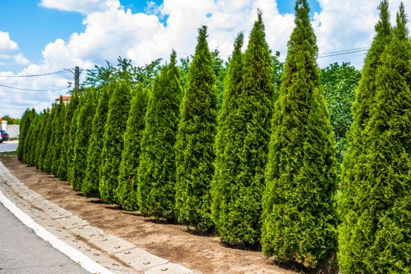 Arborvitae Shearing in Bella Vista