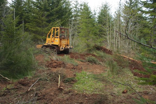Shrubbery Clearing in Bella Vista