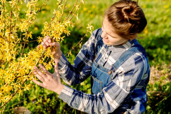 Forsythia Trimming in Bella Vista