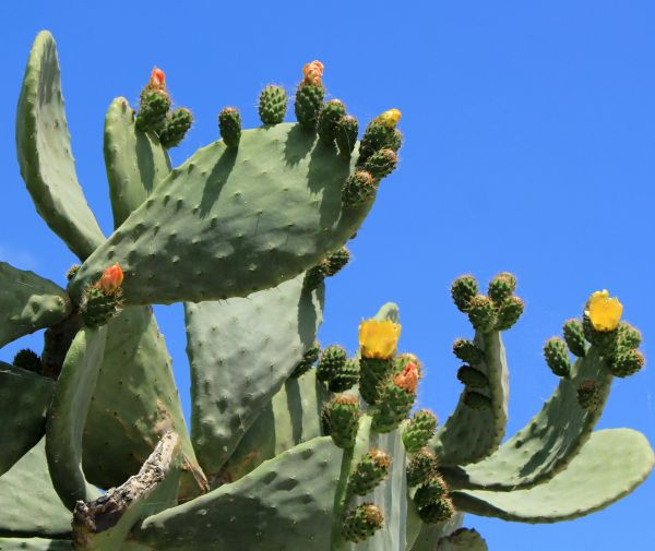 Cactus Removal in Bella Vista