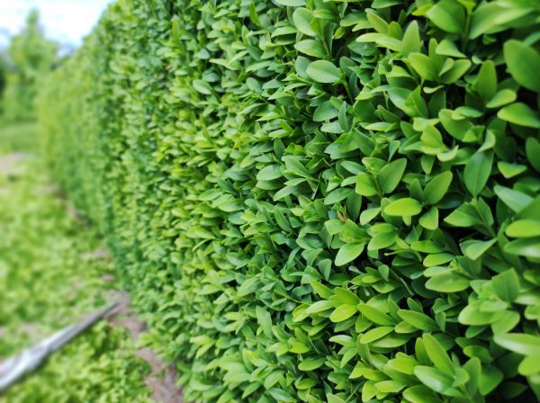 Boxwood Pruning in Bella Vista