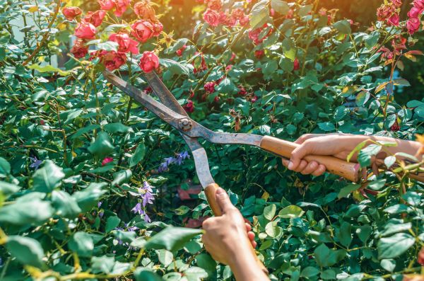 Knockout Roses Pruning in Bella Vista