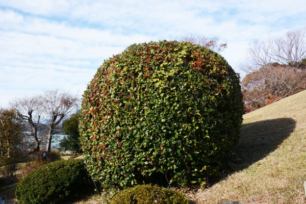 Holly Shrub Pruning in Bella Vista