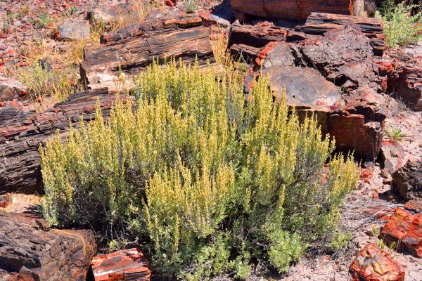 Sagebrush Removal in Bella Vista
