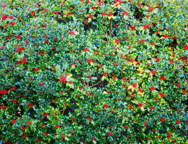 Holly Bush Removal in Bella Vista