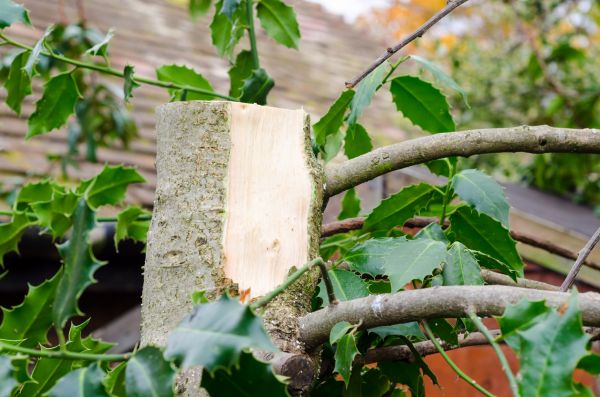 Holly Tree Removal in Bella Vista