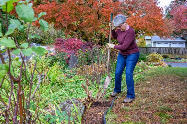 Dead Bush Removal in Bella Vista