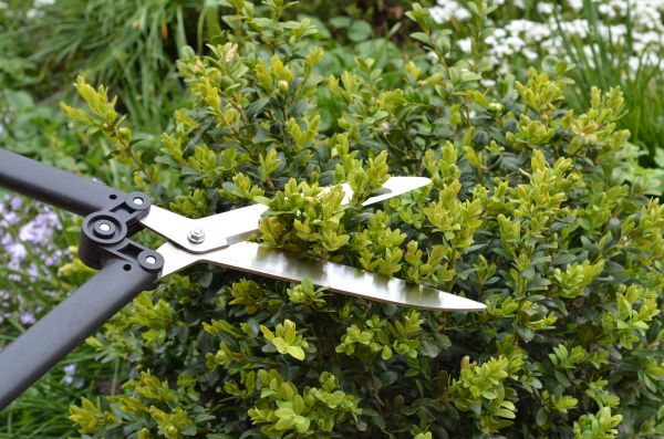 Boxwood Trimming in Bella Vista