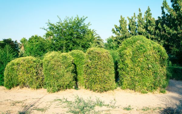 Bamboo Hedge Removal in Bella Vista