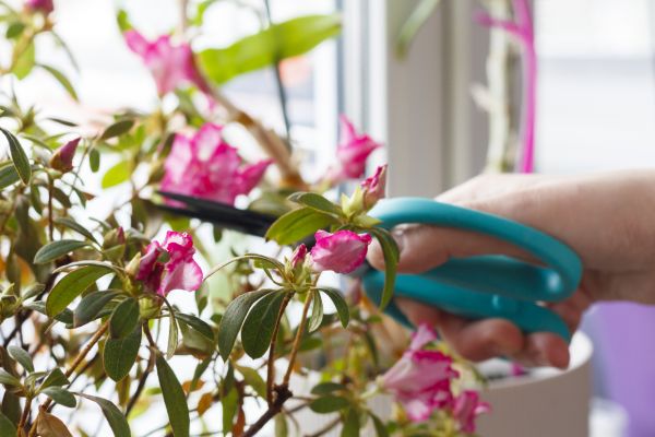 Azalea Pruning in Bella Vista