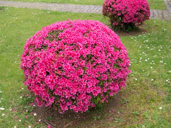 Rhododendron Pruning in Bella Vista