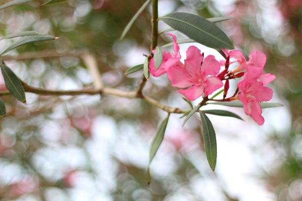 Oleander Removal in Bella Vista