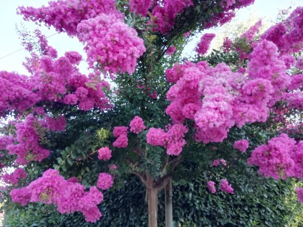 Crape Myrtle Pruning in Bella Vista