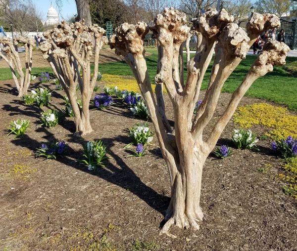 Myrtle Tree Removal in Bella Vista