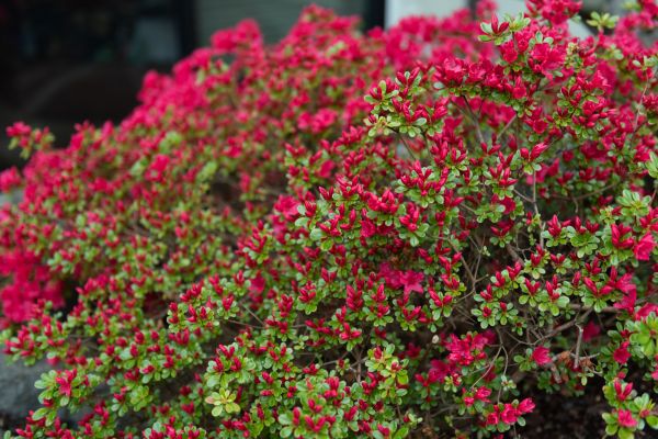 Weigela Removal Service in Bella Vista